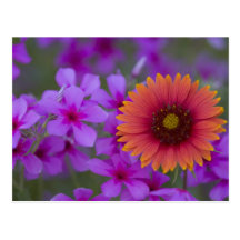Phlox and Indian Blanket near Devine Texas Postcard