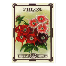 phlox mixed postcards