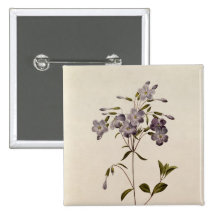 Phlox reptans pinback buttons