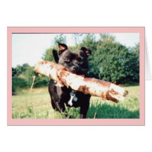 Phoenix Greeting Card