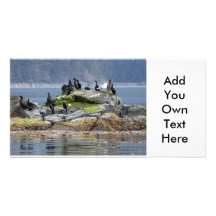 Photo Card Bald Eagle