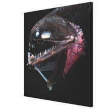 Photostomias Guernei Stretched Canvas Prints