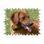 Picture of a Dachshund Dog Postcard
