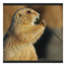 Picture of Prairie Dog Invitation