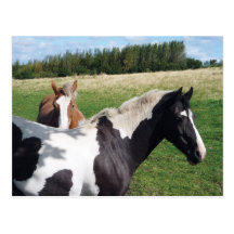 Piebald & Chestnut Horses Postcards