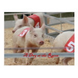 Pig racing, Pig race photograph, pink pig Postcards