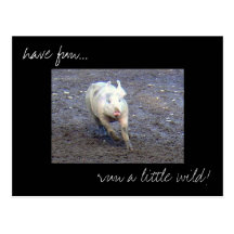 'Pig Run Wild' photo postcard