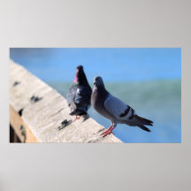 Pigeon Canvas Print