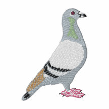 Pigeon