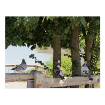Pigeons Enjoying a View Post Card