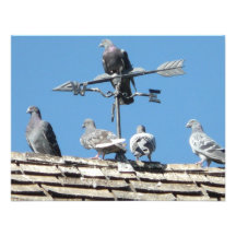 pigeons invitation