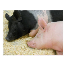 Pigs Postcards