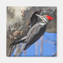 Pileated Woodpecker Magnet