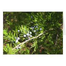 Pine Berries Card