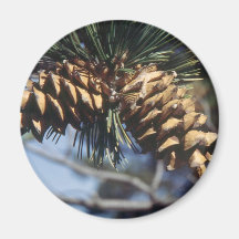 Pine Cones Fridge Magnet