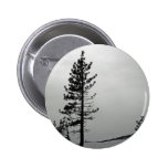 Pine in snow