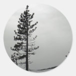 Pine in snow round sticker