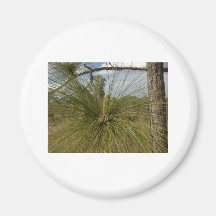 Pine Tree Fridge Magnets