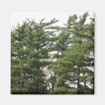 Pine Trees Magnet
