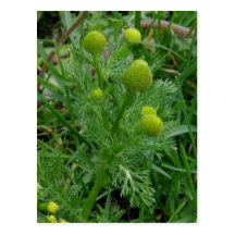 Pineapple Weed, Unalaska Island Postcard