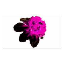 Pink and Black Ruffled Daffodil Business Card