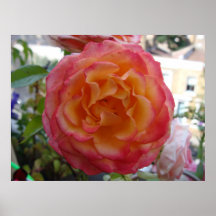 Pink and Peach Peony Rose Posters