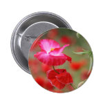 Pink and Red Poppies Photo