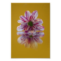 Pink and White Striped Daisy Gerbera Photo Art