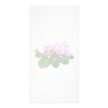 Pink and White Striped Geraniums Photo Card Template