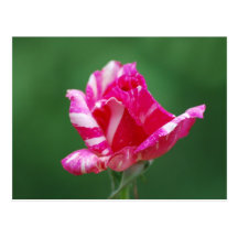 Pink and white striped rose postcards