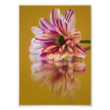 Pink and White Stripey Gerbera Flower Photographic Print
