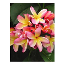 Pink and Yellow Plumeria Tropical Flowers Postcard