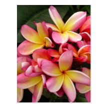 Pink and Yellow Tropical Plumeria Flowers Postcard