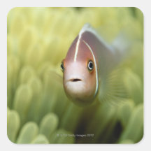 Pink Anemone Fish Stickers