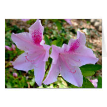 pink azalea 1 greeting card