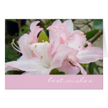 Pink Azaleas Greeting Card