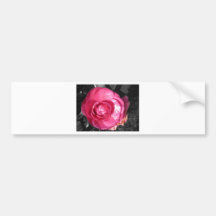 Pink Blossom Bumper Stickers