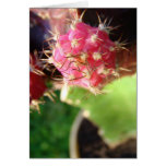 Pink Cactus Cards