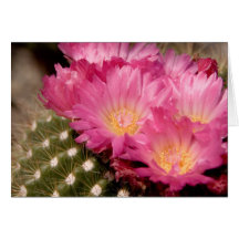 Pink Cactus Flower Cards