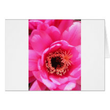 Pink Cactus Flower Cards