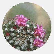 Pink Cactus Flower flowers Stickers