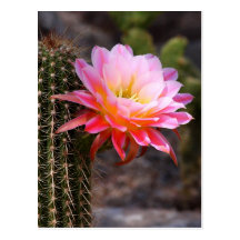 pink cactus flower postcard