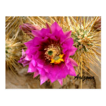 Pink Cactus flower Postcard