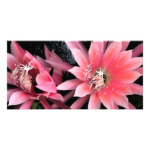 Pink Cactus Flowers Photo Card