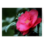 Pink Camellia Card