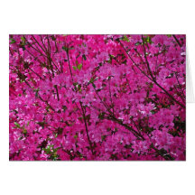 Pink! Cards