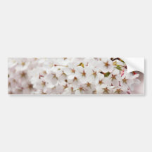 Pink Cherry Blossom Bumper Sticker