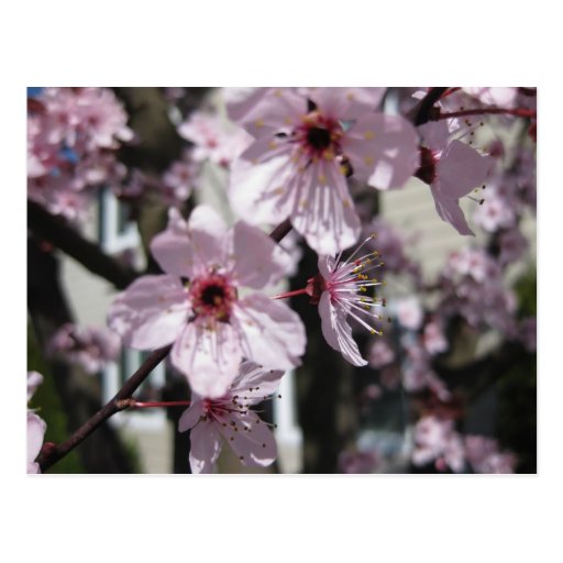 Pink Cherry Blossom Flowering Tree Post Card