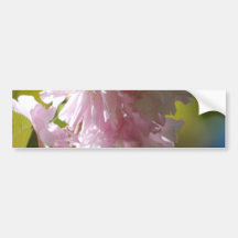 Pink Cherry Blossoms Bumper Stickers