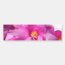 Pink Christmas Cactus Schlumbergera Flower Blossom Bumper Stickers